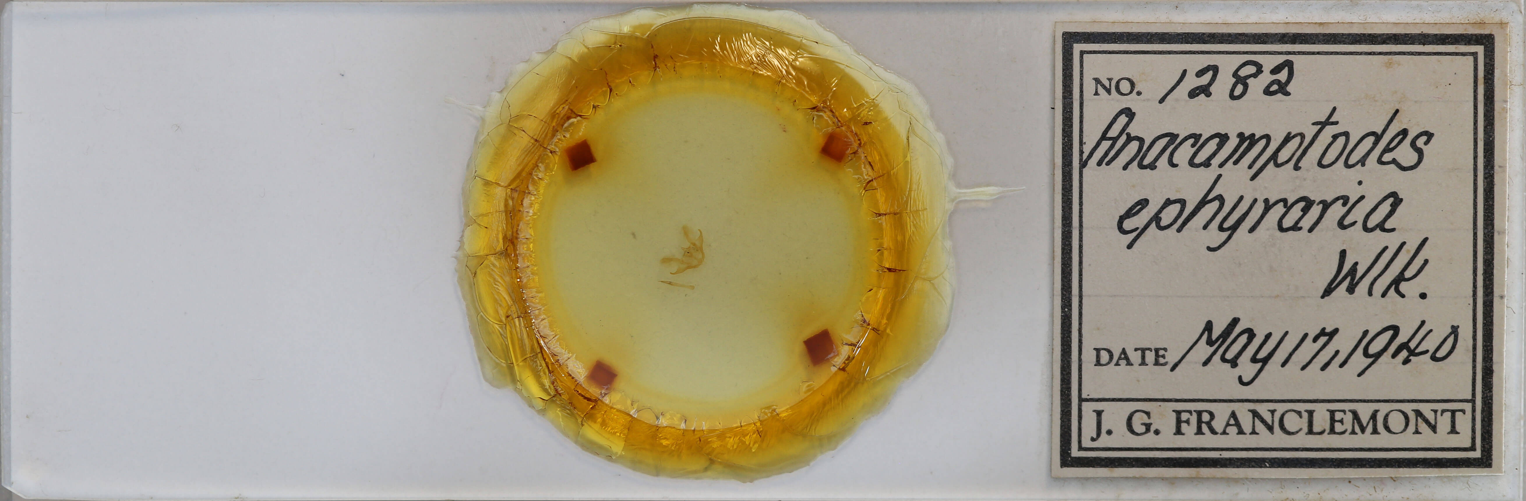 slide view of adult Iridopsis ephyraria