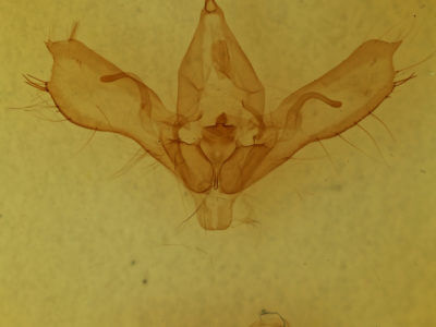 genitalia view of adult Anagrapha falcifera