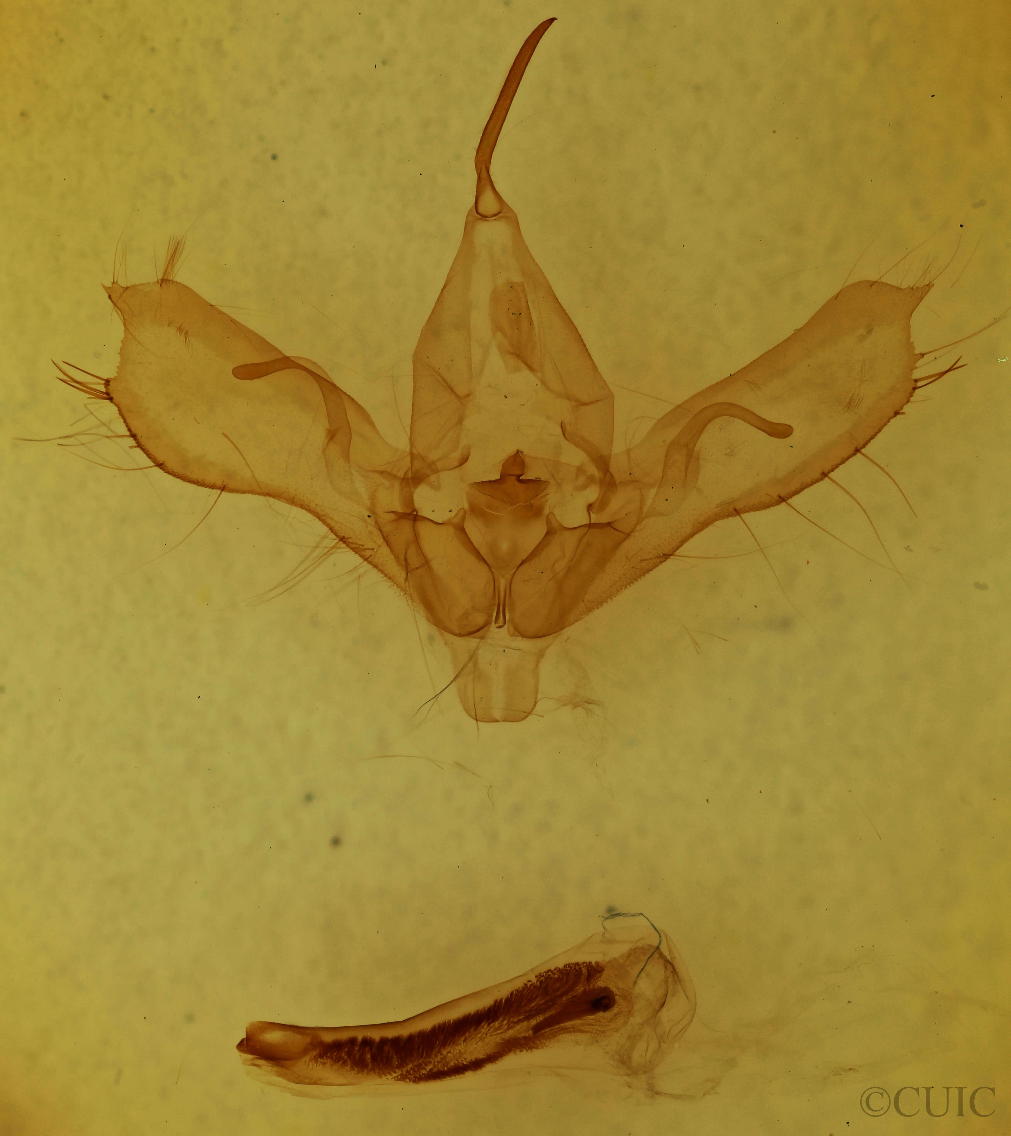 genitalia view of adult Anagrapha falcifera