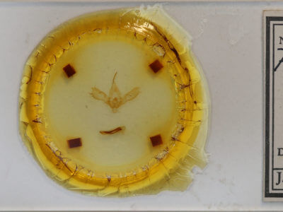 slide view of adult Anagrapha falcifera