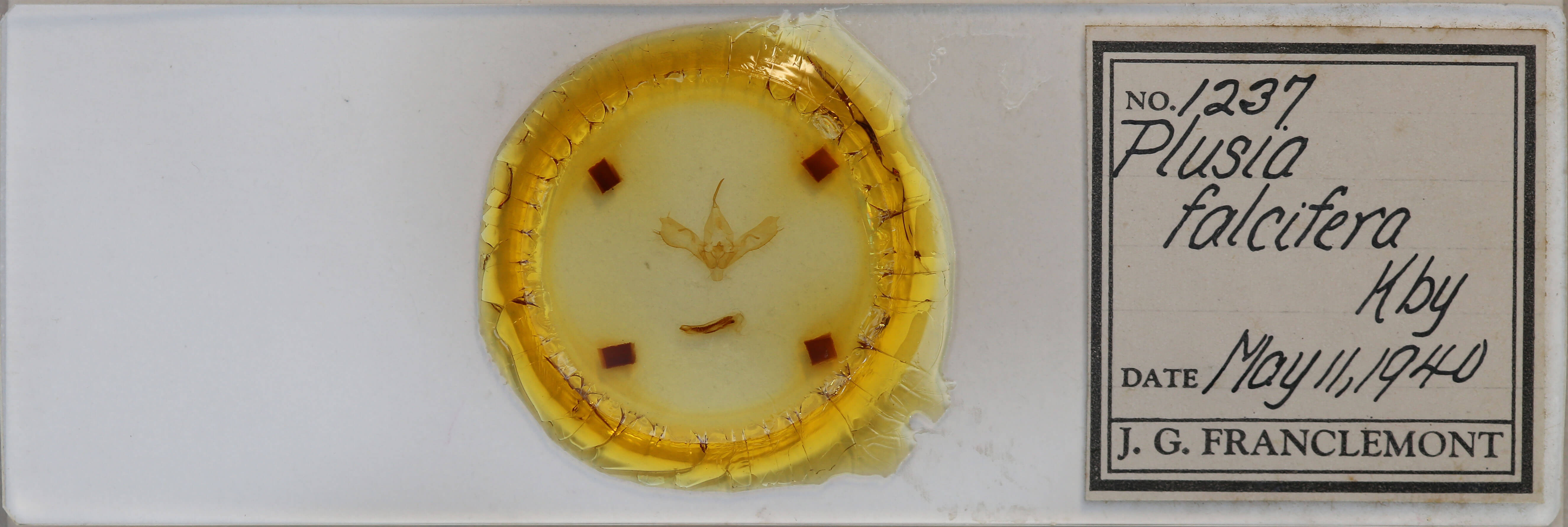 slide view of adult Anagrapha falcifera