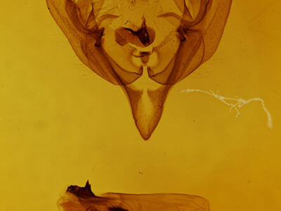 genitalia view of adult Hadena capsularis