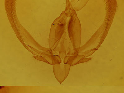 genitalia view of adult Anthodes acynodonta