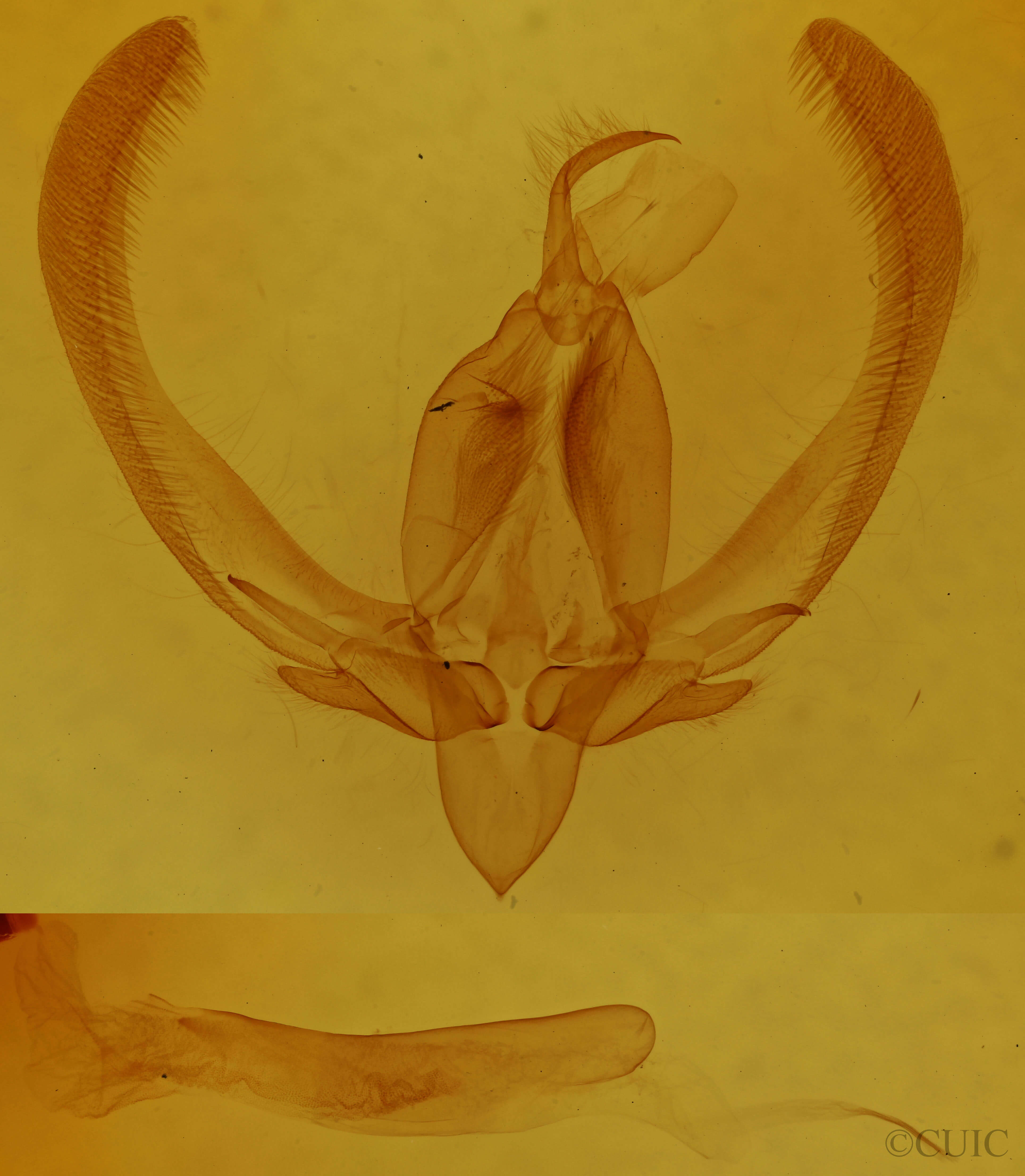 genitalia view of adult Anthodes acynodonta