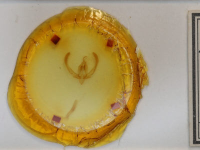 slide view of adult Anthodes acynodonta