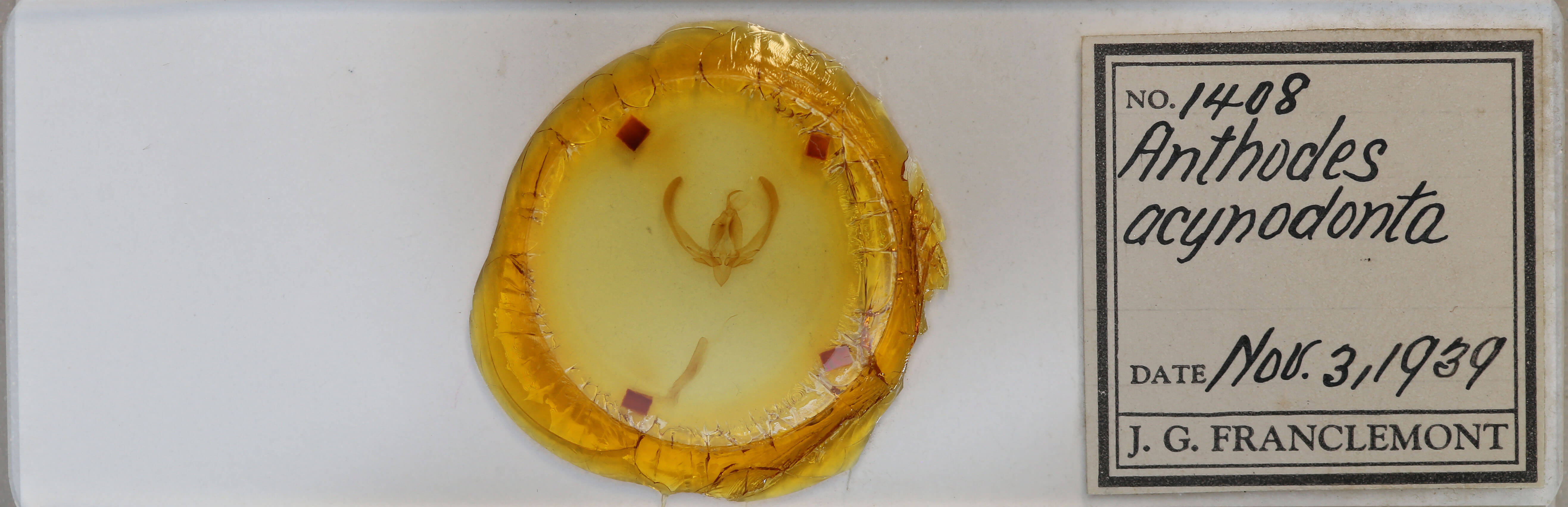 slide view of adult Anthodes acynodonta