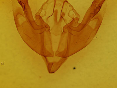 genitalia view of adult Polymixis dubia