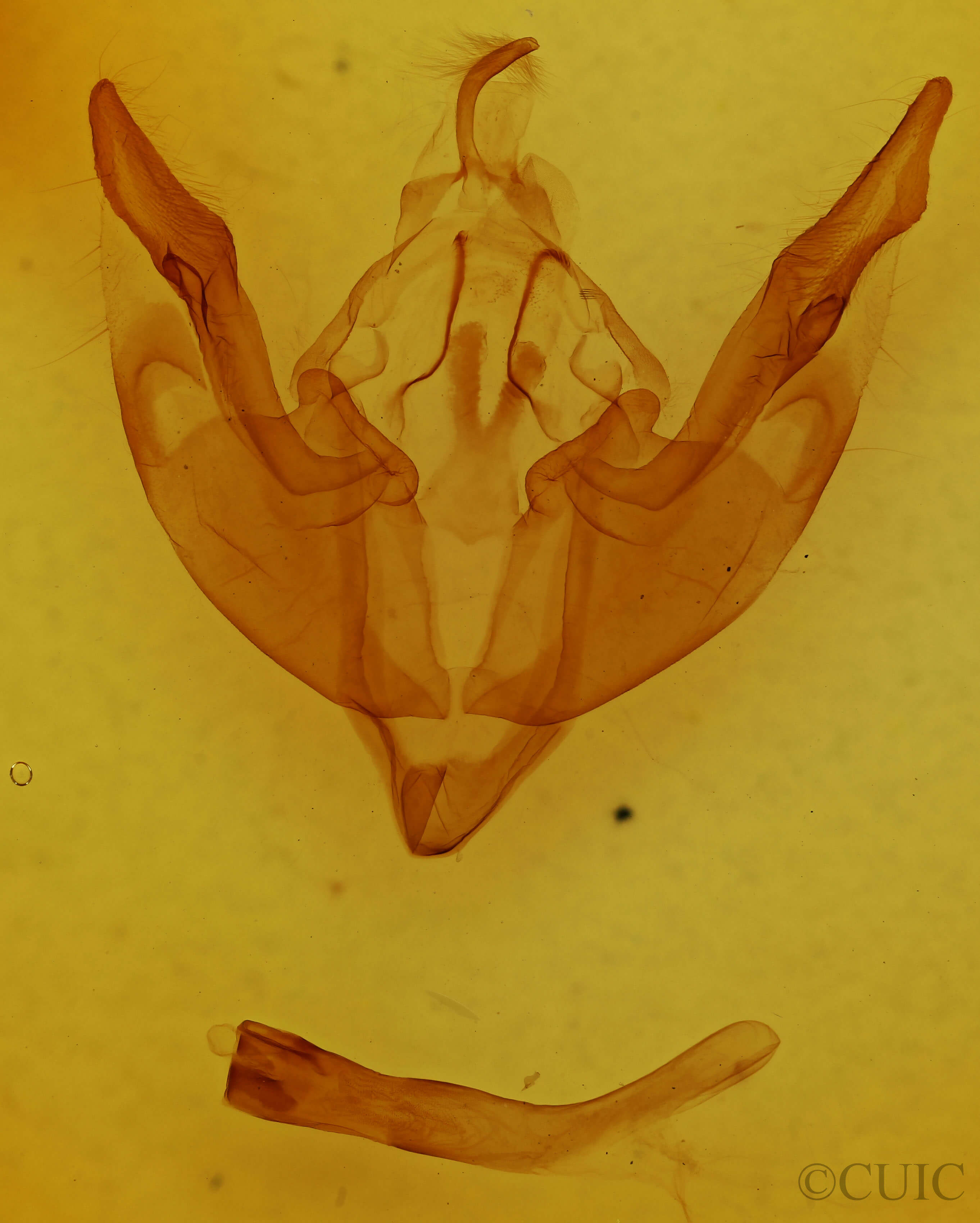 genitalia view of adult Polymixis dubia