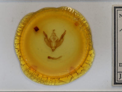 slide view of adult Polymixis dubia