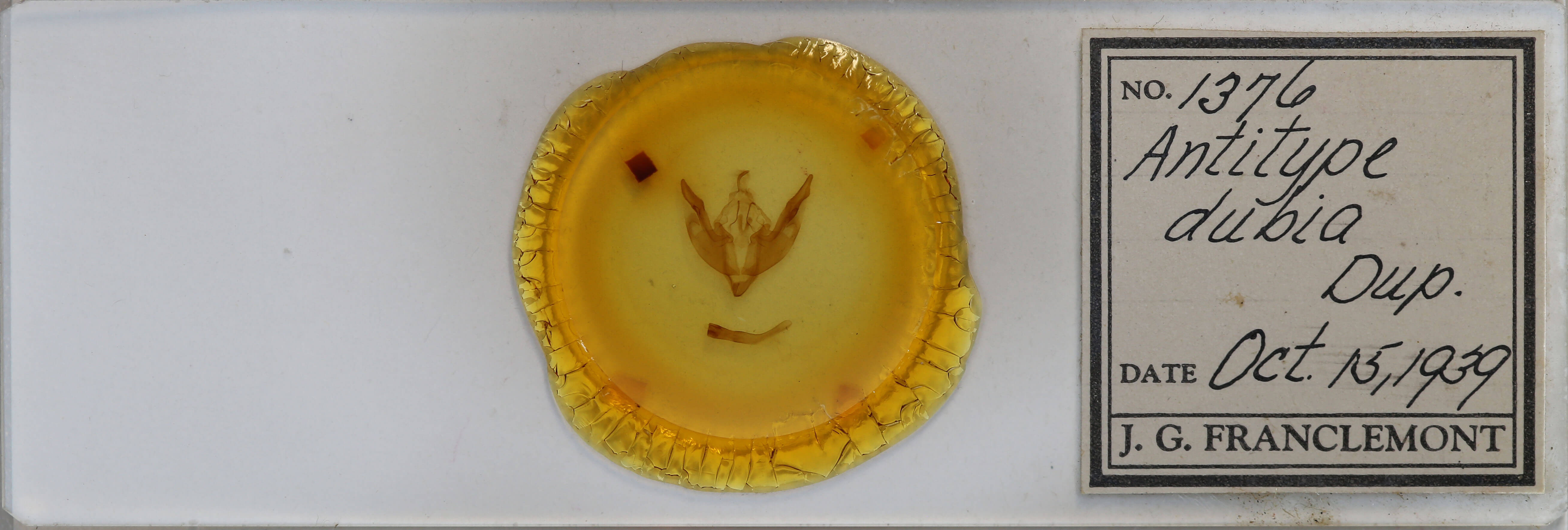 slide view of adult Polymixis dubia