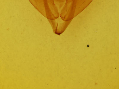 genitalia view of adult Antitype serpentina