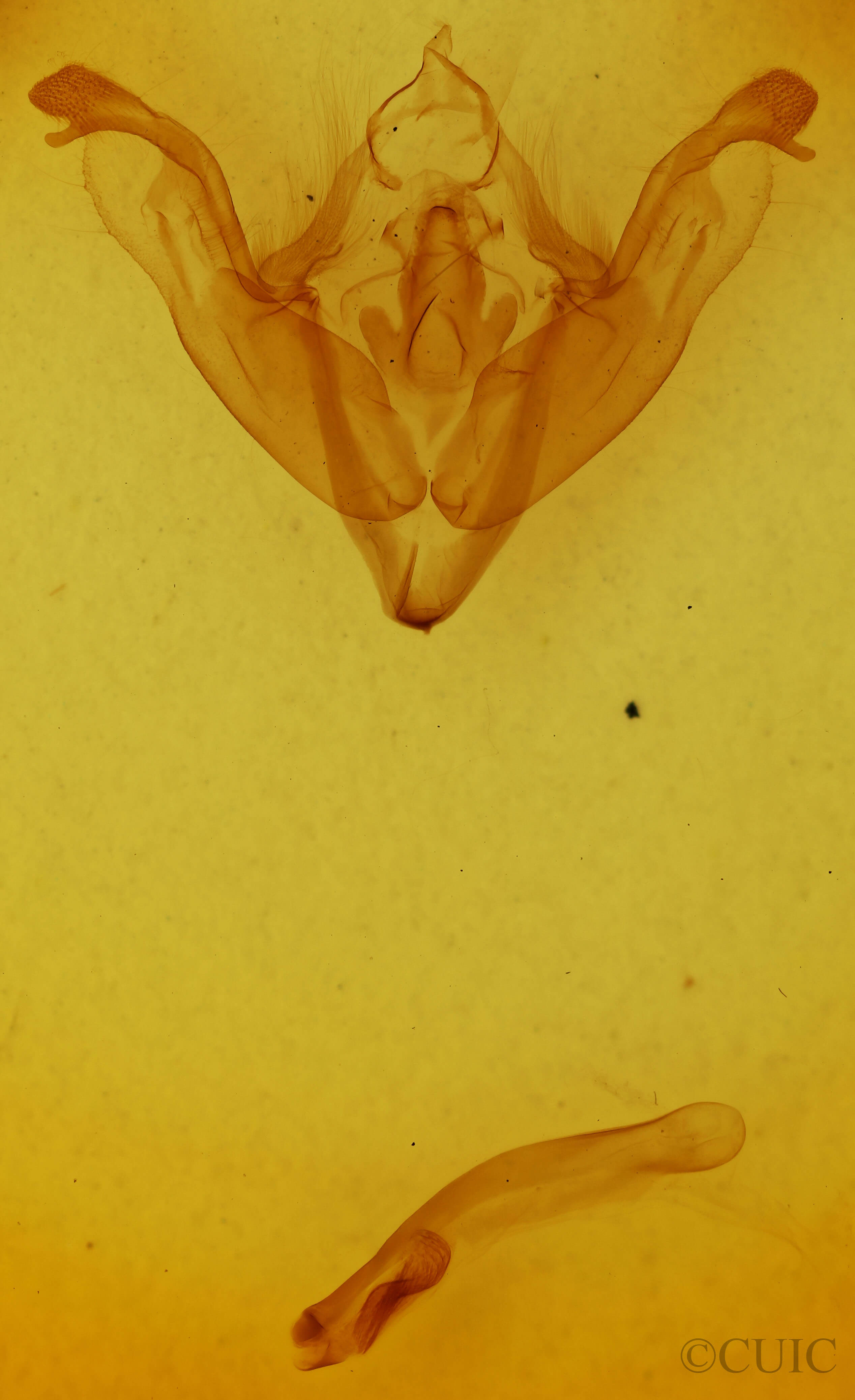 genitalia view of adult Antitype serpentina