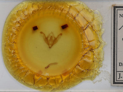 slide view of adult Antitype serpentina