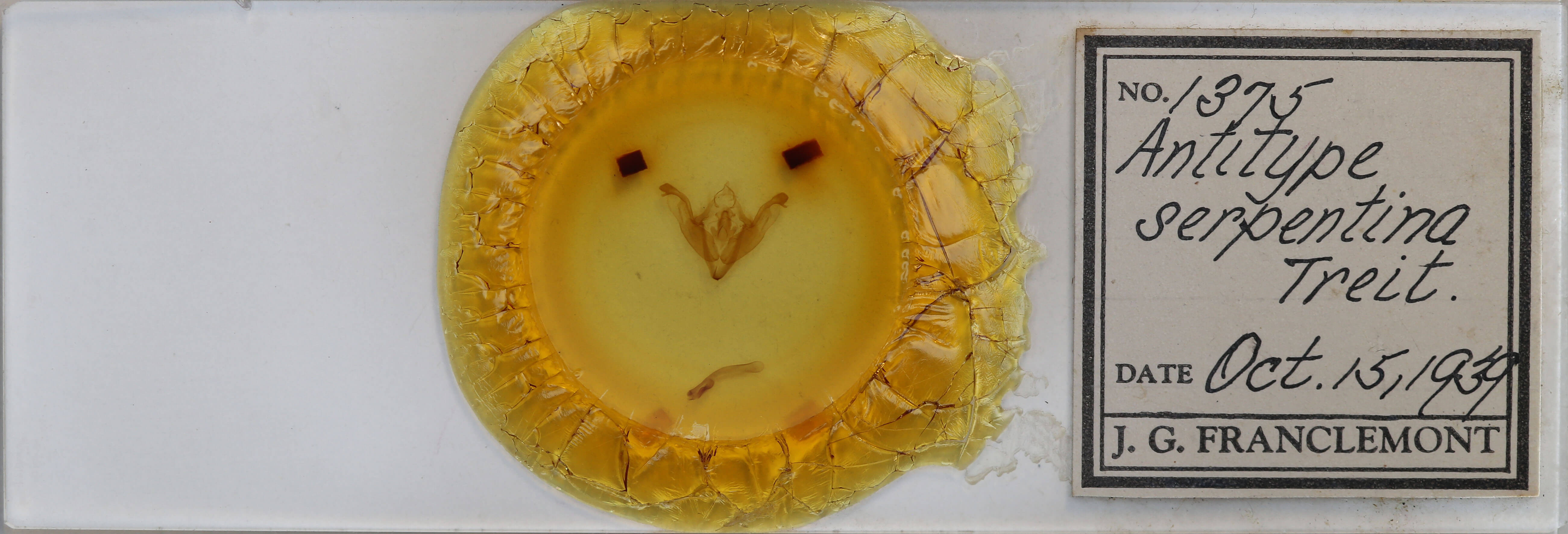 slide view of adult Antitype serpentina