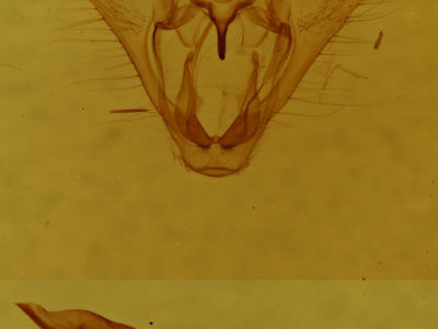 genitalia view of adult Tacparia detersata