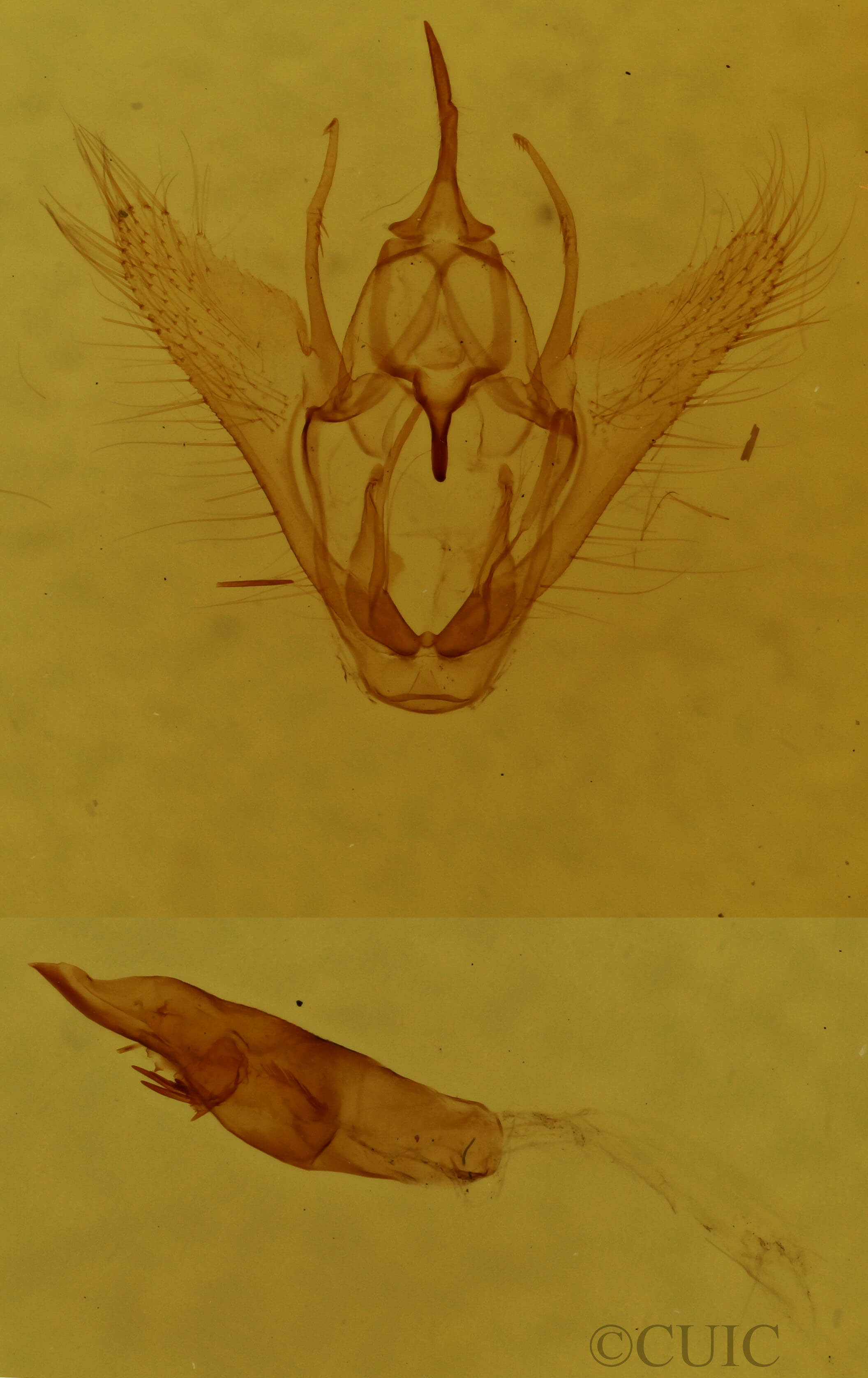 genitalia view of adult Tacparia detersata