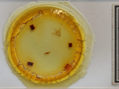 slide view of adult Tacparia detersata