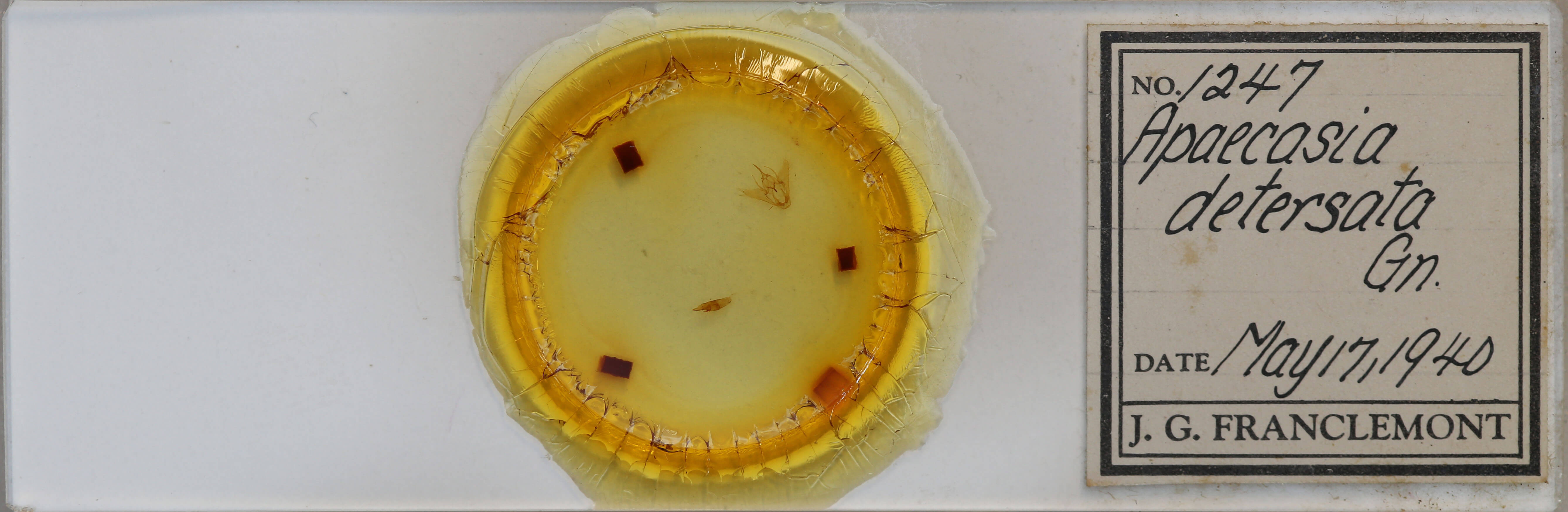 slide view of adult Tacparia detersata