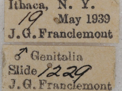 label view of adult Petrophora subaequaria