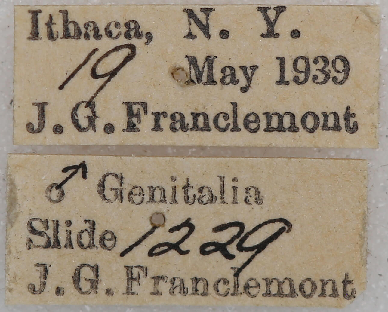 label view of adult Petrophora subaequaria