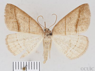 dorsal view of adult Petrophora subaequaria