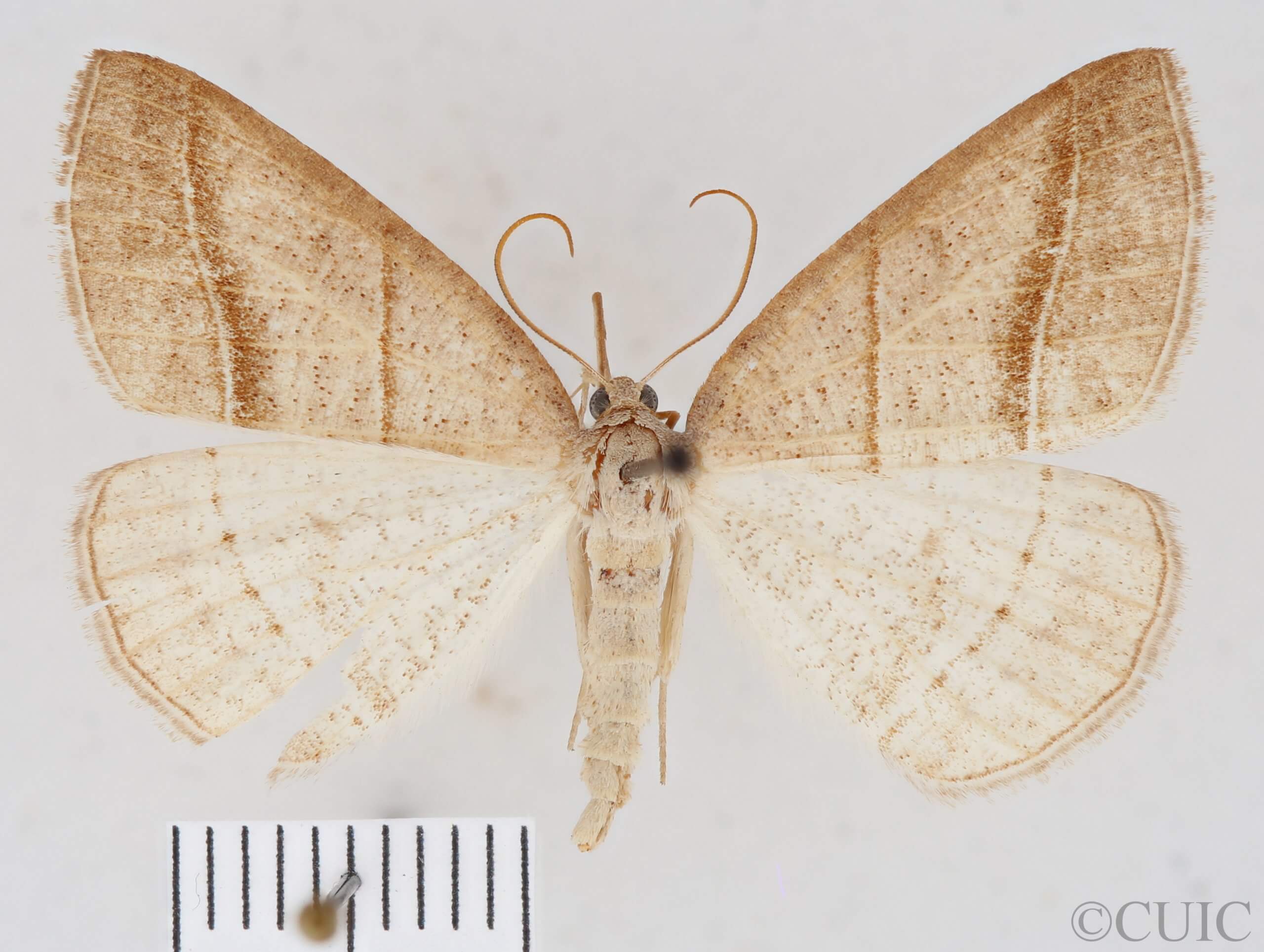 dorsal view of adult Petrophora subaequaria