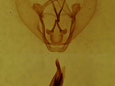 genitalia view of adult Petrophora subaequaria