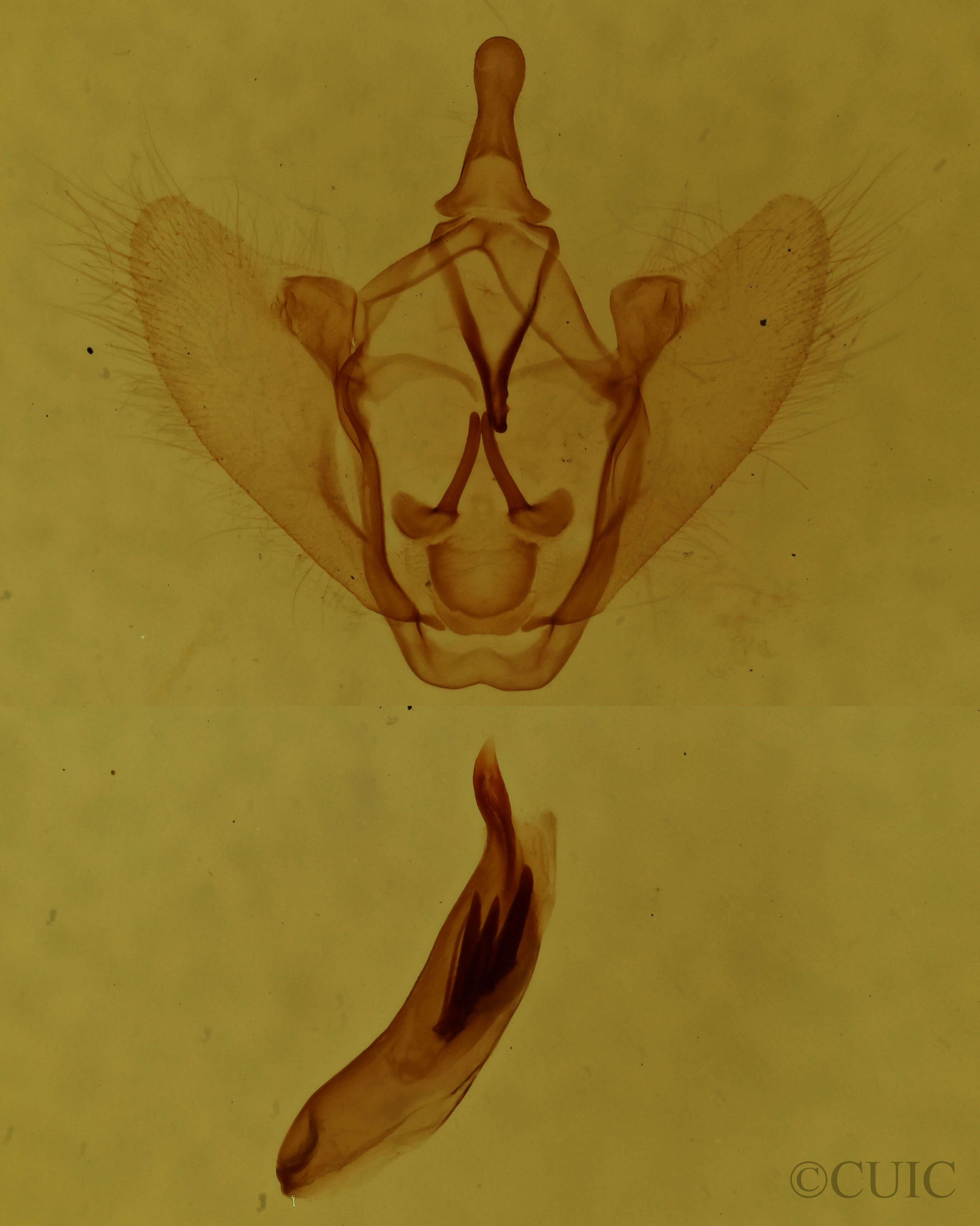 genitalia view of adult Petrophora subaequaria