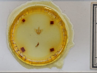 slide view of adult Petrophora subaequaria