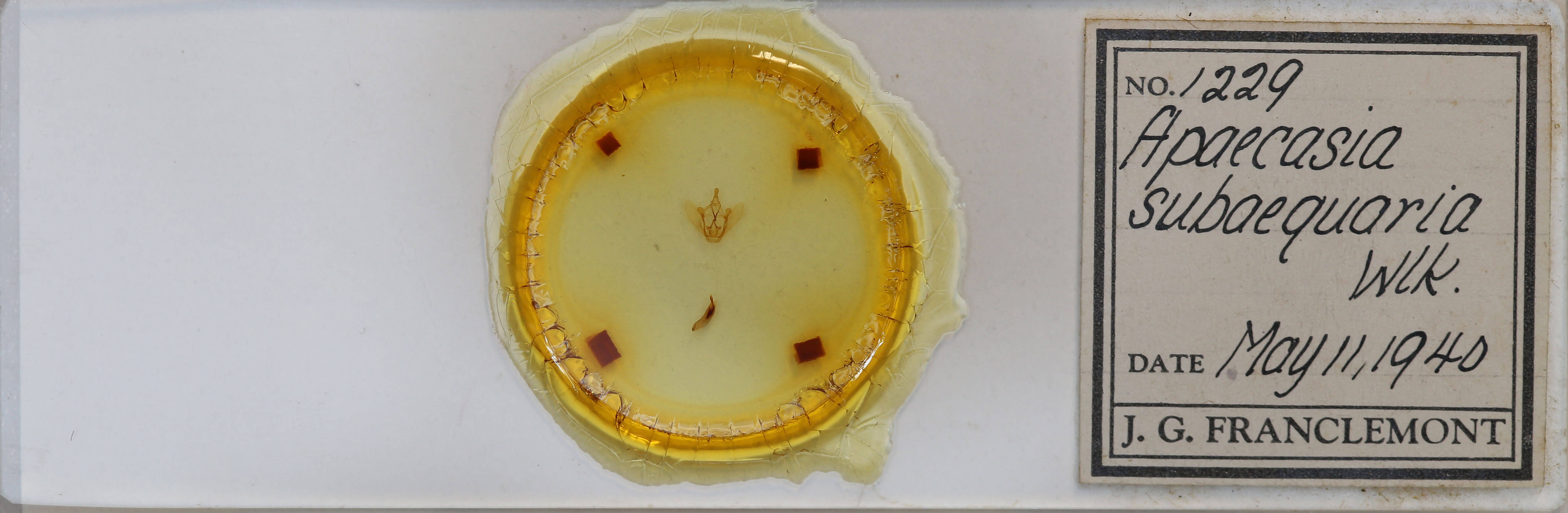 slide view of adult Petrophora subaequaria