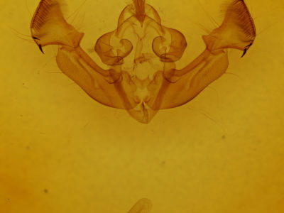 genitalia view of adult Apamea cariosa