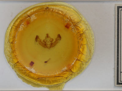 slide view of adult Apamea cariosa