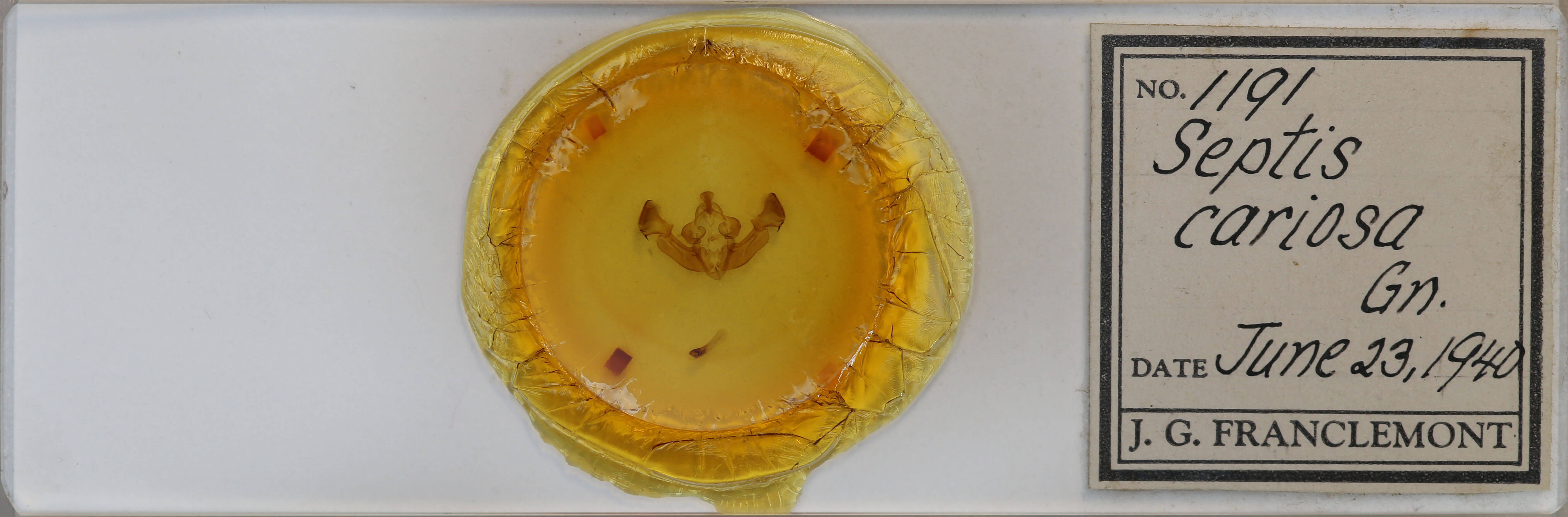 slide view of adult Apamea cariosa