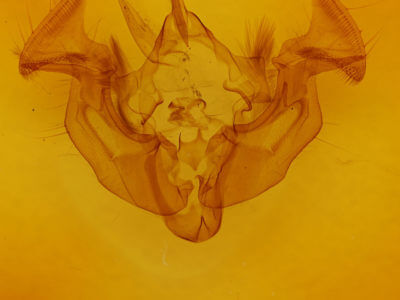 genitalia view of adult Apamea cogitata