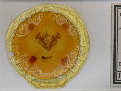 slide view of adult Apamea cogitata