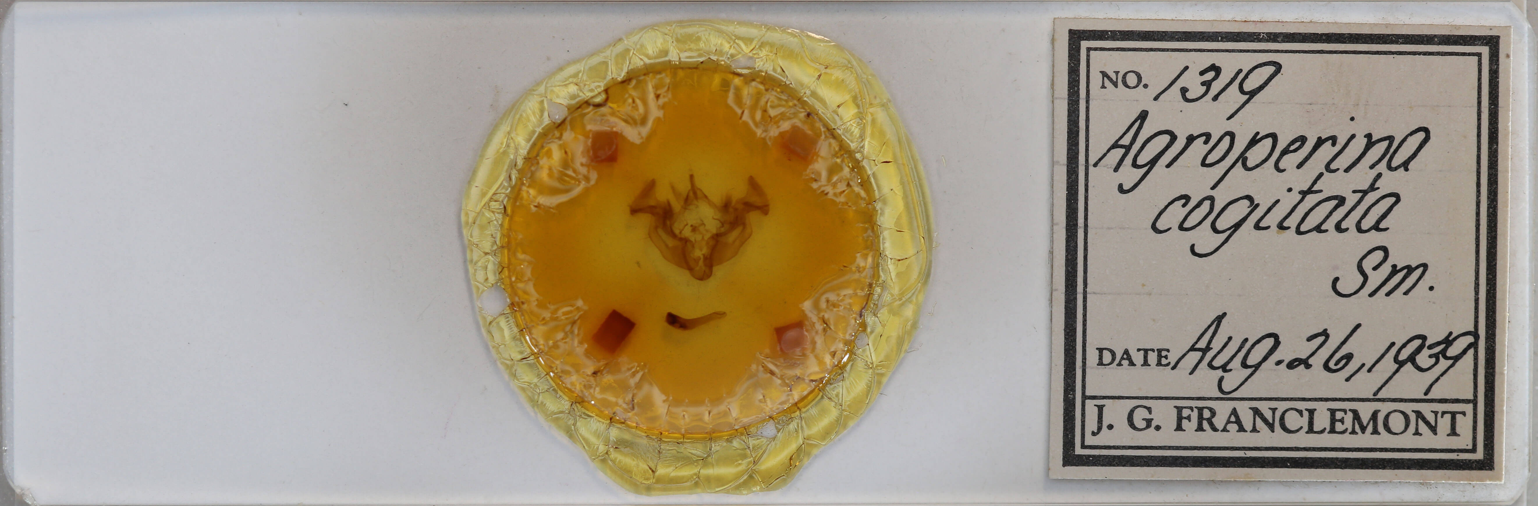 slide view of adult Apamea cogitata