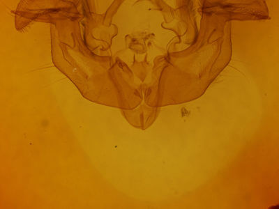 genitalia view of adult Apamea cogitata