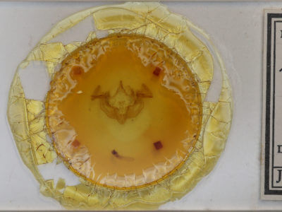 slide view of adult Apamea cogitata