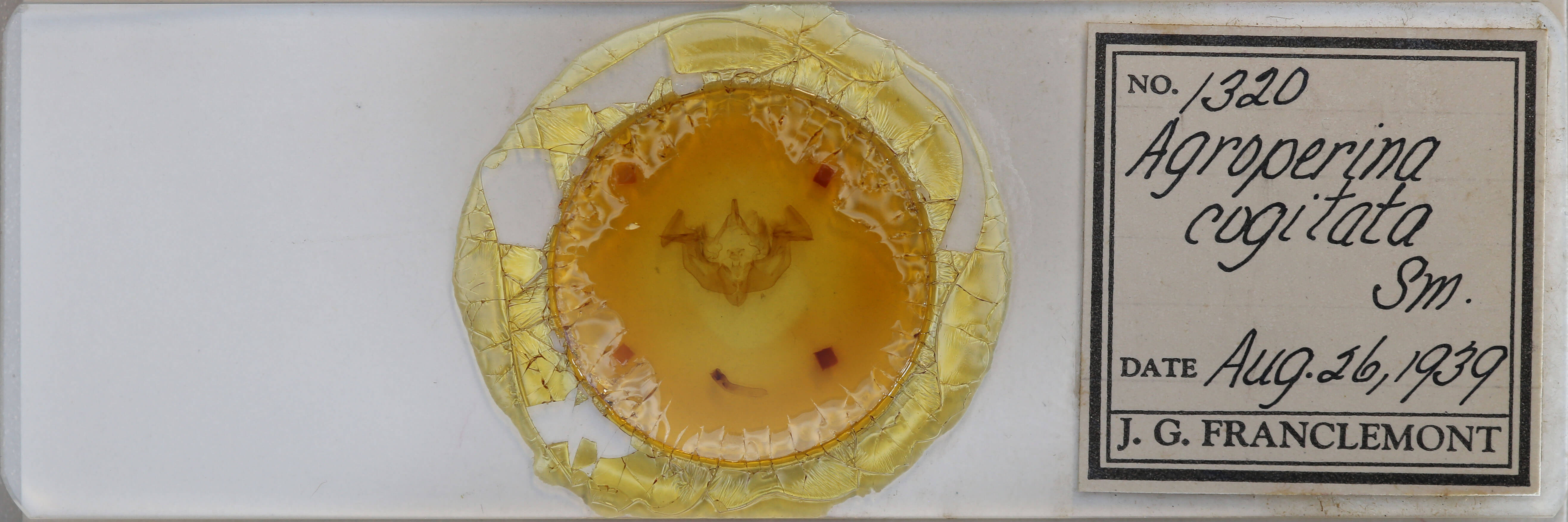 slide view of adult Apamea cogitata