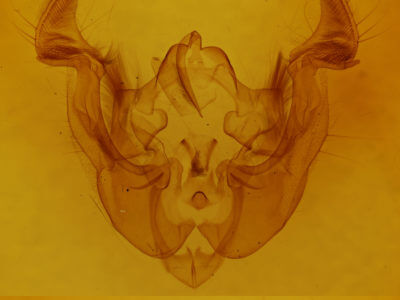 genitalia view of adult Apamea commoda commoda