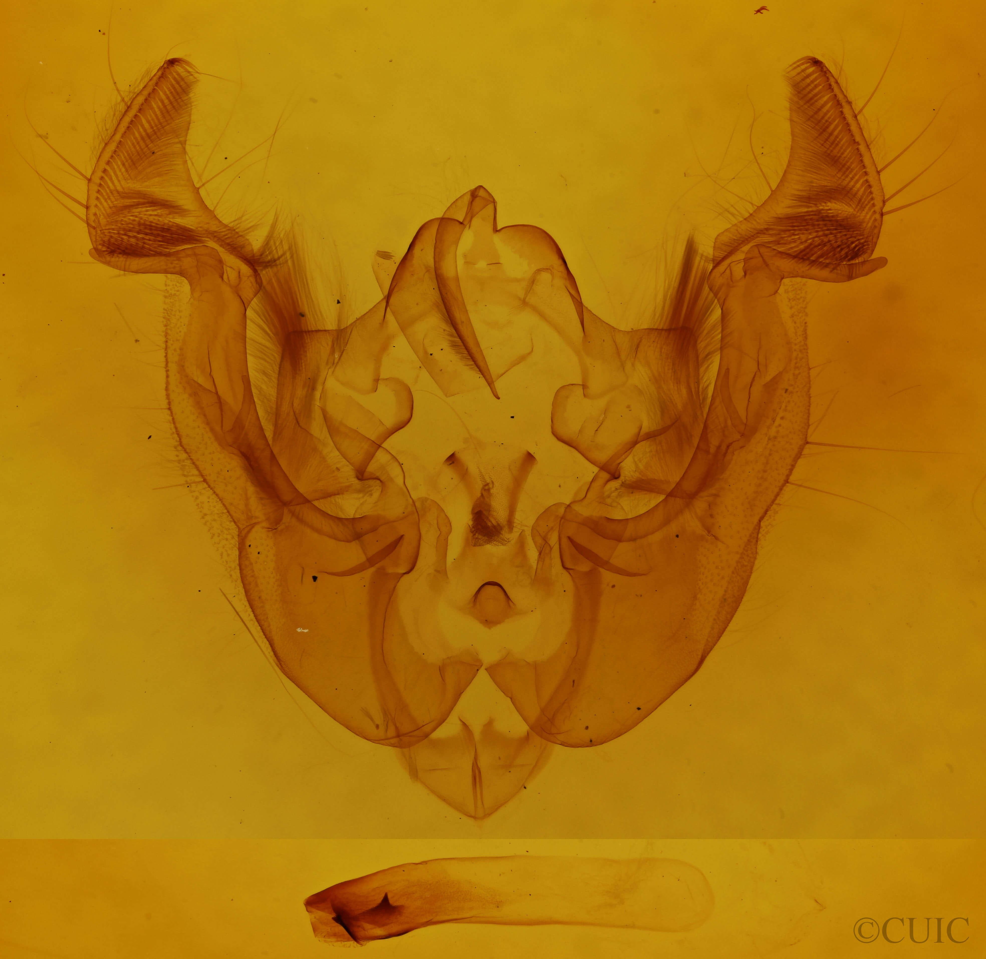 genitalia view of adult Apamea commoda commoda