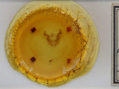 slide view of adult Apamea commoda commoda