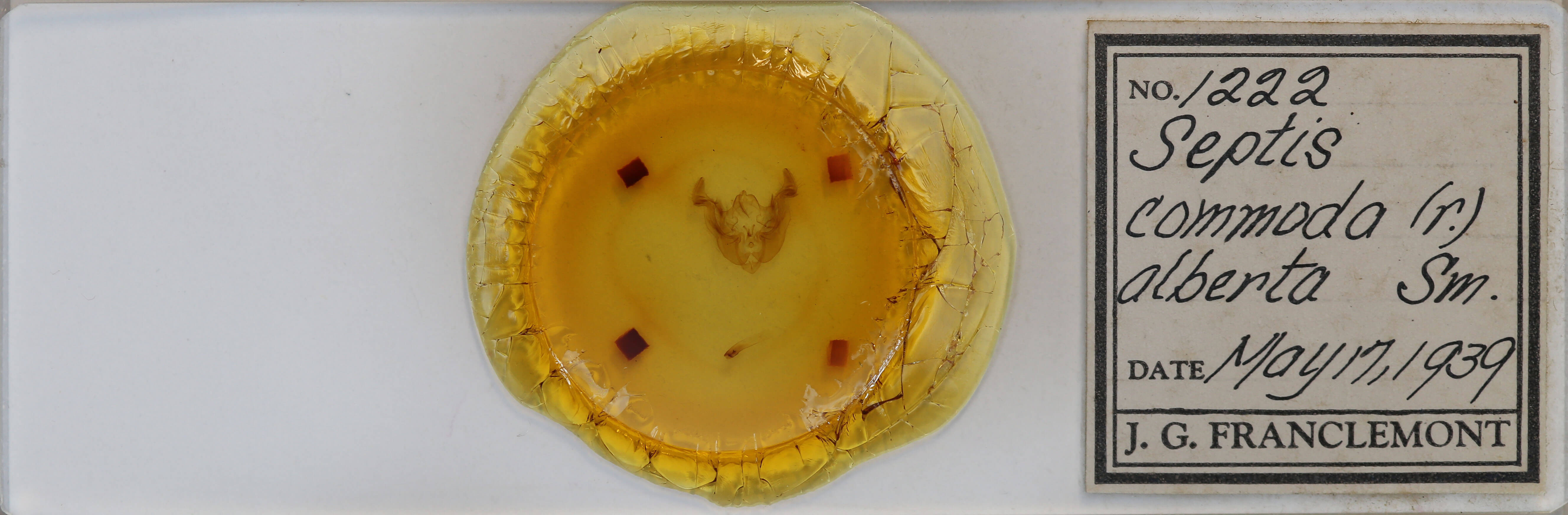 slide view of adult Apamea commoda commoda