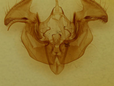 genitalia view of adult Apamea dubitans