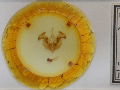 slide view of adult Apamea dubitans