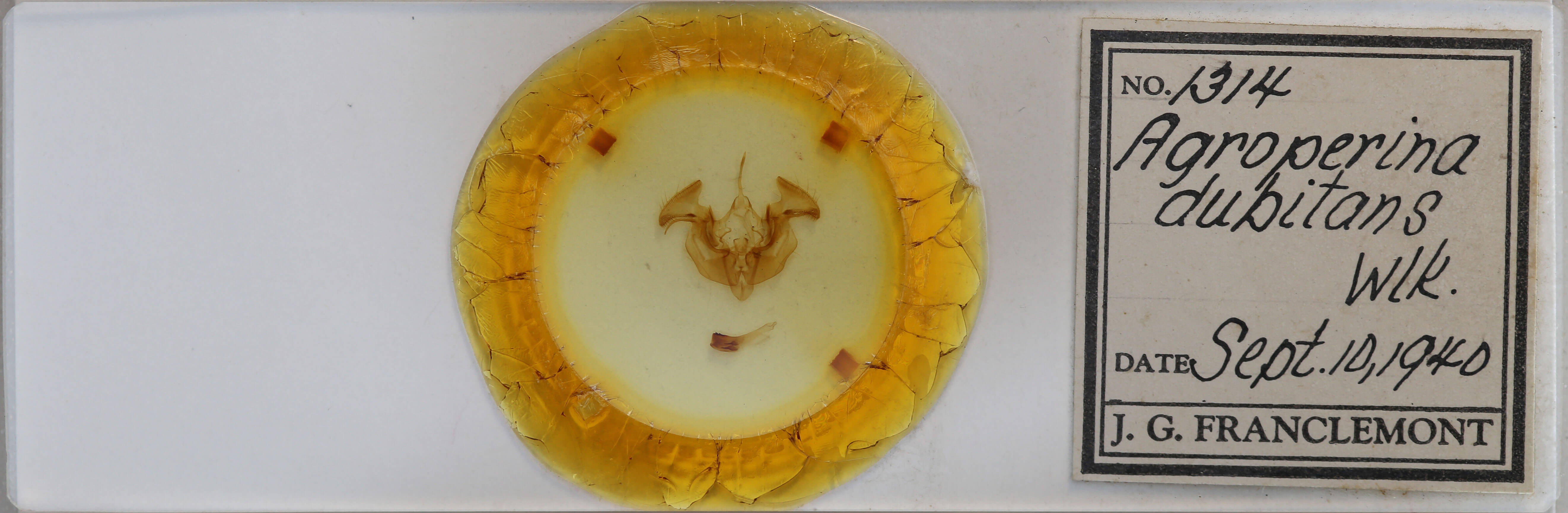 slide view of adult Apamea dubitans