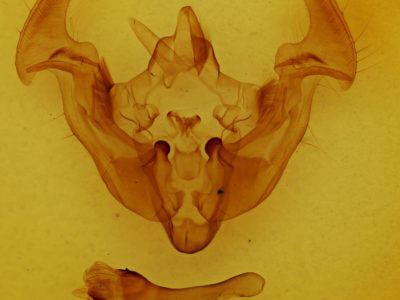 genitalia view of adult Apamea maillardi