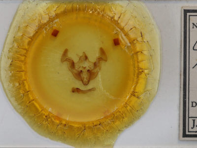 slide view of adult Apamea maillardi