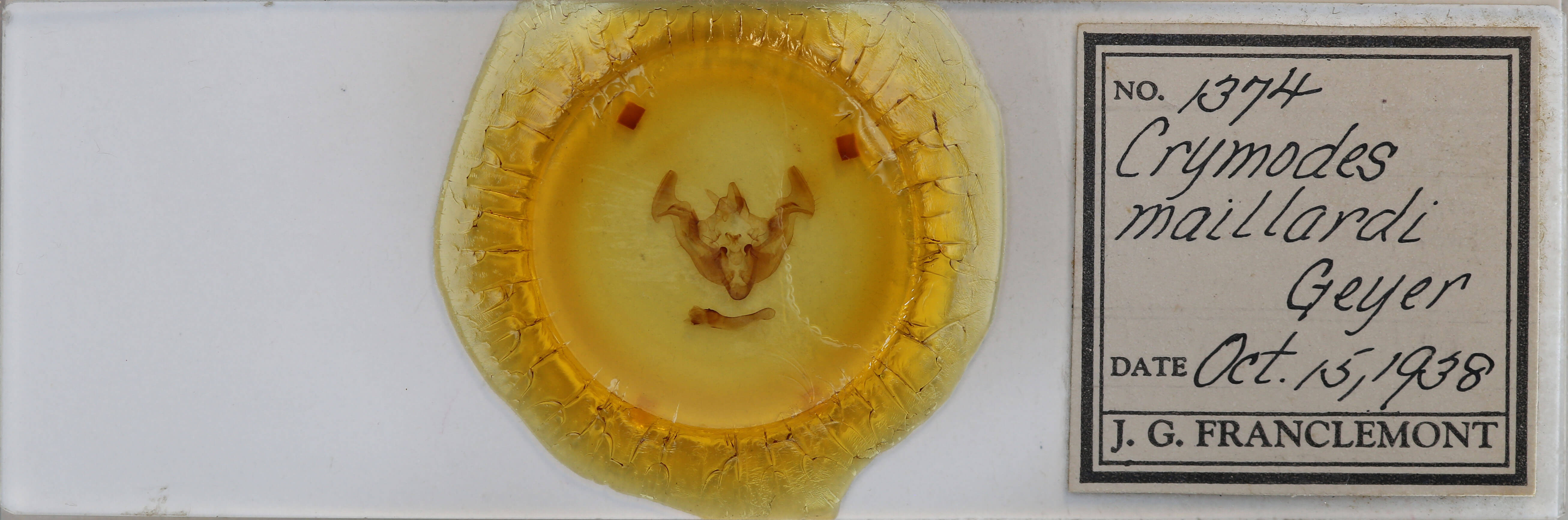 slide view of adult Apamea maillardi