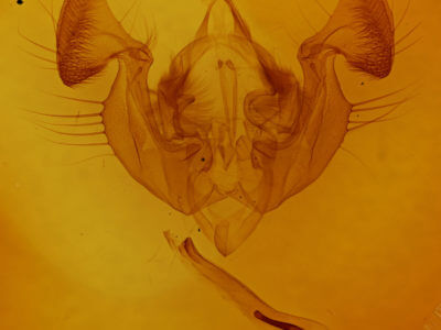 genitalia view of adult Melanapamea mixta